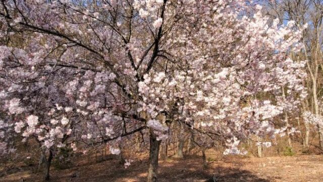 数種類の桜や花も楽しめる⁡
⁡市民の森⁡ 🌸 2024.4.13
⁡⁡
⁡今日開花が進みました⁡。
⁡北アルプスの風景と一緒に楽しめる場所です⁡。⁡
⁡⁡
⁡まだまだ長い期間、⁡
⁡違う種類の花を楽しむことができます。
⁡⁡
⁡⁡
⁡@⁡市民の森⁡
⁡駐車場 10台ほど⁡
⁡その先にある観光道路にも臨時駐車場あり。⁡⁡
⁡⁡
⁡少し上には、大町公園・大町霊園もあります。
⁡⁡
⁡観光道路の桜も、本日開花しました。
⁡信濃大町駅からも徒歩30分弱なので⁡、
⁡ウォーキングがてら、いかがですか？⁡
⁡⁡
大きな車のすれ違いは厳しい狭い道路です。
⁡道路沿いにある民家への立ち入りは、⁡
⁡固くお断りいたします。⁡
⁡⁡
⁡マナーを守り、春を楽しみましょう！⁡
⁡⁡
⁡⁡……………………………………………………………………………

#春がきた#市民の森
⁡⁡#桜咲く
#春晴れ#晴れた
#快晴⁡ #春の山⁡
⁡#長野県大町市 ⁡#大町市#信濃大町
#北アルプス⁡ #後立山連峰
⁡#立山黒部アルペンルート⁡
⁡#黒部ダム  の長野県側の玄関口
⁡#長野県大町市 #長野県#大町市#信濃大町⁡
⁡#信州#観光#後立山連峰 ⁡
⁡#田舎好きな人と繋がりたい ⁡⁡
⁡#乗り物好きな人と繋がりたい
⁡#山のある風景#しあわせ信州⁡
⁡#長野市⁡#松本市 から1時間
⁡#白馬#安曇野 から30分⁡
⁡#旅 の拠点にちょうどよい#大町
⁡