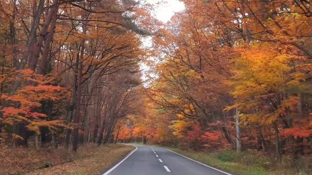 黒部ダムへ続く道
鮮やかです🍁⠜

曇りに行ってこの美しさ
2024.11.15

･･━━━━━━━━━━━････・⁡
◎⁡立山黒部アルペンルート ・黒部ダム ⁡
⁡今年は⁡⁡関電トンネルバス開通60周年。
立山トンネルトロリーバスラストラン。
11月30日まで
⁡････━━━━━━━━━━━････・

⚫大町市の食
大町市観光協会HP 信濃大町なびの
『食べる▶スポット一覧』から検索いただき、ぜひ食欲の秋も楽しんで行ってくださいね！

📍大町をおトクに旅しよう！

高速道路を使って大町市へ観光、アクティビティ、温泉などにお越しのお客様に大変お得な旅プランです！

首都 (東京や神奈川)圏、中京圏(愛知県や岐阜県)、静岡県発着で高速道路を使う方には、『速旅・ドライブプランで信濃大町へ行こう！』がおすすめ！

指定の高速道路が定額で乗り放題になる高速道路周遊パスに、大町温泉郷の対象7施設で使える、宿泊商品券（10,000円分）がセットになってお得！！！

※高速道路周遊パスとは、利用期間内であれば、高速道路のあらかじめ定まった特定の周遊エリア内のICでは何度でも乗り降り自由（乗り放題）にできる高速道路の定額料金プランです。

★対象ホテル
黒部観光ホテル
立山プリンスホテル
緑翠亭 景水
黒部ビューホテル
アルペンルートホテル
ホテル夢の湯
信濃の里 ときしらずの宿 織花

🔍詳細は
『速旅・ドライブプランで信濃大町へ行こう！』で検索してください。
・････━━━━━━━━━━━････・⁡
⁡⁡

#日向山高原
#紅葉#紅葉見ごろ
#秋の旅行#山好き#秋
#北アルプス⁡ #後立山連峰
⁡#立山黒部アルペンルート⁡
⁡#黒部ダム  の長野県側の玄関口
⁡#長野県大町市 #長野県#大町市#信濃大町⁡
⁡#信州#観光#後立山連峰 ⁡
⁡#田舎好き#自然好きな人と繋がりたい
⁡#長野市⁡#松本市#白馬#安曇野 
⁡#旅 の拠点#大町

 
⁡