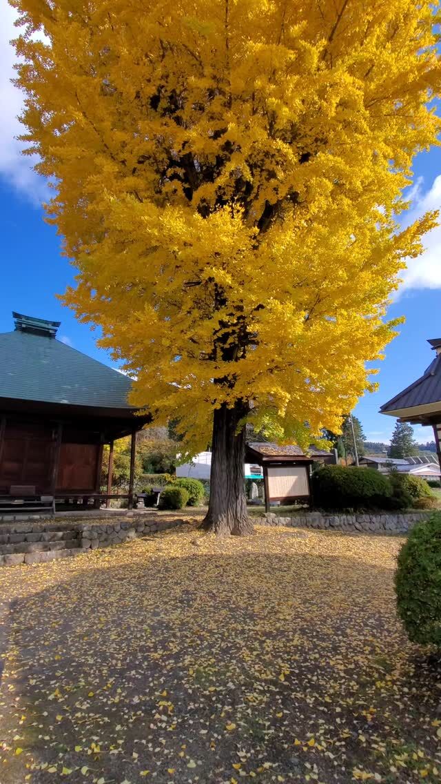 盛蓮寺大イチョウ見ごろ
2024.11.15

重要文化財　盛蓮寺観音堂

本尊の如意輪観音像（市指定文化財）は鎌倉時代のもので、他に鎌倉時代の不動明王や室町時代の薬師如来像（市指定文化財）など貴重な文化遺産を所蔵しています。

･･━━━━━━━━━━━････・⁡
◎⁡立山黒部アルペンルート ・黒部ダム ⁡
⁡今年は⁡⁡関電トンネルバス開通60周年。
立山トンネルトロリーバスラストラン。11月30日まで。
⁡････━━━━━━━━━━━････・

📍大町をおトクに旅しよう！

高速道路を使って大町市へ観光、アクティビティ、温泉などにお越しのお客様に大変お得な旅プランです！

首都 (東京や神奈川)圏、中京圏(愛知県や岐阜県)、静岡県発着で高速道路を使う方には、『速旅・ドライブプランで信濃大町へ行こう！』がおすすめ！

指定の高速道路が定額で乗り放題になる高速道路周遊パスに、大町温泉郷の対象7施設で使える、宿泊商品券（10,000円分）がセットになってお得！！！

※高速道路周遊パスとは、利用期間内であれば、高速道路のあらかじめ定まった特定の周遊エリア内のICでは何度でも乗り降り自由（乗り放題）にできる高速道路の定額料金プランです。

★対象ホテル
黒部観光ホテル
立山プリンスホテル
緑翠亭 景水
黒部ビューホテル
アルペンルートホテル
ホテル夢の湯
信濃の里 ときしらずの宿 織花

🔍詳細は
『速旅・ドライブプランで信濃大町へ行こう！』で検索してください。
・････━━━━━━━━━━━････・⁡
⁡⁡

#盛蓮寺
#紅葉#紅葉見ごろ
#秋の旅行#山好き#秋
#北アルプス⁡ #後立山連峰
⁡#立山黒部アルペンルート⁡
⁡#黒部ダム  の長野県側の玄関口
⁡#長野県大町市 #長野県#大町市#信濃大町⁡
⁡#信州#観光#後立山連峰 ⁡
⁡#田舎好き#自然好きな人と繋がりたい
⁡#長野市⁡#松本市#白馬#安曇野 
⁡#旅 の拠点#大町

 
⁡