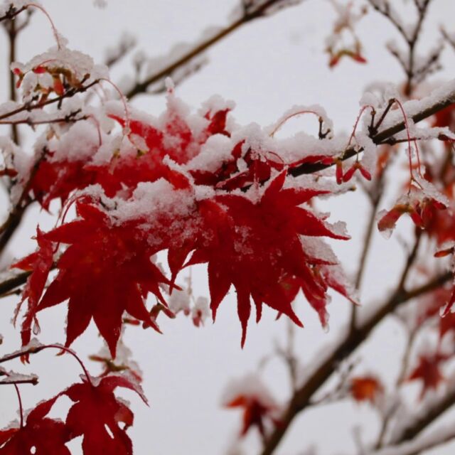 市街地エリアにも今シーズン初雪！
#紅葉と雪 見ることができました。⁡⁡
⁡⁡･━━━━━━━━━━━････・⁡
⁡
🌟 ̖́-立山黒部アルペンルート最終日 ⁡
⁡#立山トンネルトロリーバスラストラン
⁡
立山黒部アルペンルートの今年の営業は、明日までです。
そして日本唯一のトロリーバスも、明日が#ラストラン ！

大雪の影響により立山高原バスは終日全便運休し、
#トロバス に会いに行けるのは長野県側からのみです。

長野県側の玄関口扇沢駅は、本日大雪となりました
お車でお越しの際は、
スタッドレスタイヤを履いてお越しください。

スタッドレスタイヤをお持ちでない方は、
公共交通機関をご利用ください。⁡
⁡⁡⁡
⁡立山黒部アルペンルートHP
【⁡⁡情報追記】11月30日（土）「立山トンネルトロリーバス」の運行について をご覧下さい。⁡
⁡
⁡･━━━━━━━━━━━････・⁡
◎⁡立山黒部アルペンルート ・黒部ダム ⁡
⁡今年は⁡⁡関電トンネルバス開通60周年。
立山トンネルトロリーバスラストラン。11月30日まで。
⁡････━━━━━━━━━━━････・

～待ち遠しいスキー場情報～
#HAKUBAVALLEY
爺ガ岳スキー場  12月13日(金)open予定
鹿島槍スキー場  12月14日(土)open予定

⁡････━━━━━━━━━━━････・

#紅葉#雪
#秋 から #冬#スキー場
#秋の旅行#山好き#秋
#北アルプス⁡ #後立山連峰
⁡#立山黒部アルペンルート⁡
⁡#黒部ダム  の長野県側の玄関口
⁡#長野県大町市 #長野県#大町市#信濃大町⁡
⁡#信州#観光#後立山連峰 ⁡
⁡#田舎好き#自然好きな人と繋がりたい
⁡#長野市⁡#松本市#白馬#安曇野 
⁡#旅 の拠点#大町